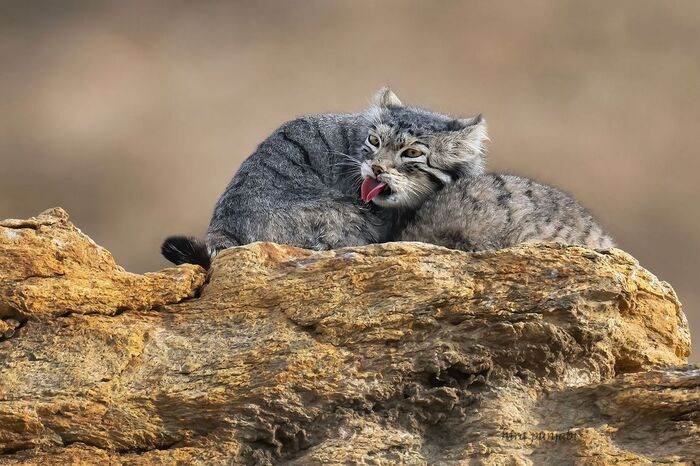 Teasing - Pallas' cat, Small cats, Cat family, Predatory animals, Wild animals, wildlife, Ladakh, India, The photo, Language