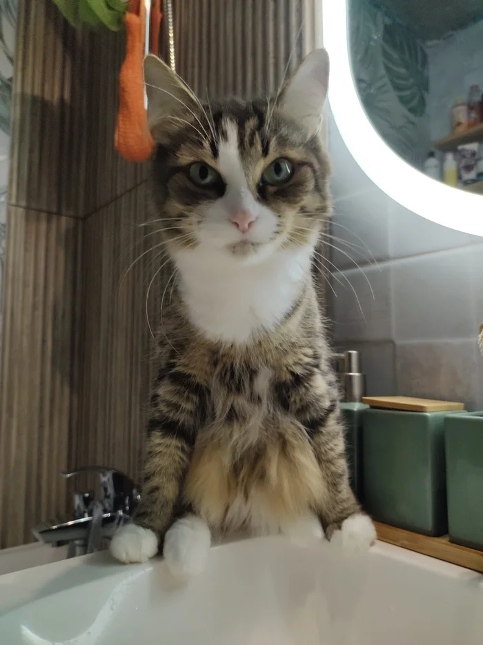 Quickly open the tap for me! - My, cat, Sushnyak, Faucet, Pets, The photo