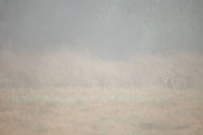 In the fog - Forest cat, Small cats, Cat family, Predatory animals, Wild animals, wildlife, Reserves and sanctuaries, Spain, The photo, Fog