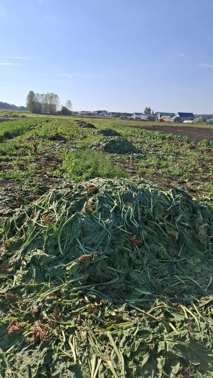 What's that under the pile? - Question, Quiz, Village