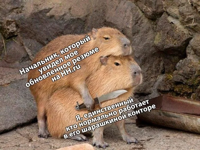 Resume - My, Humor, Picture with text, Memes, Work, Summary, Capybara