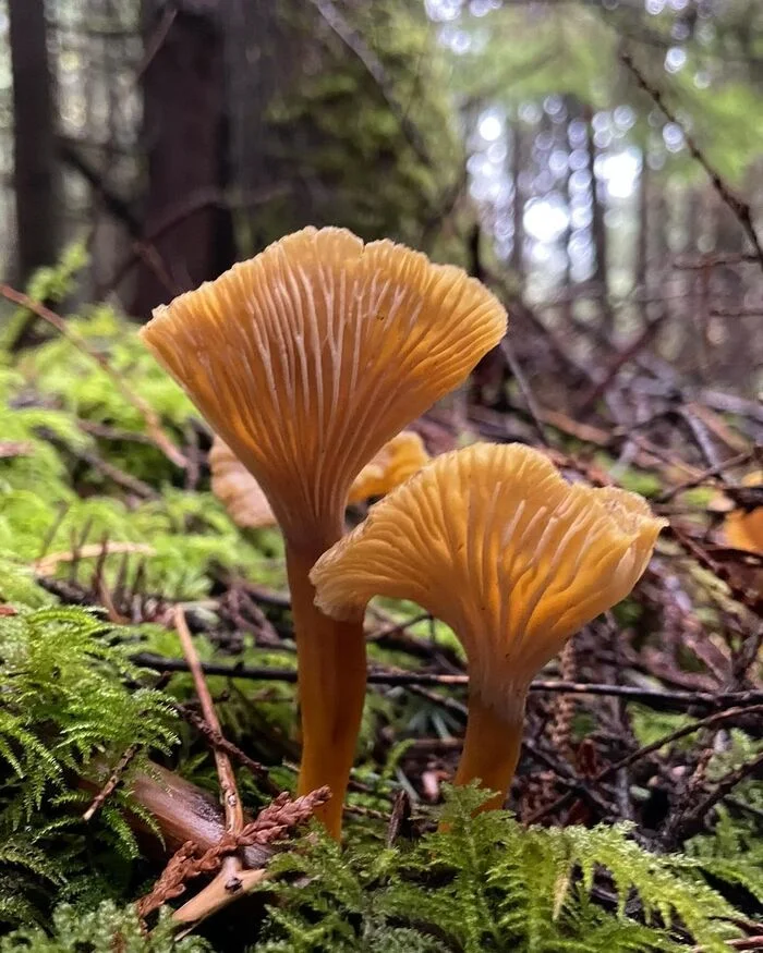 Chanterelles trumpet - Mushrooms, Mycology, wildlife, North America, The photo