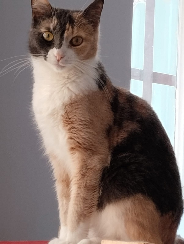 Beautiful Assol is looking for her captain =) - My, Pet the cat, cat, Pets, Mobile photography, In good hands, Animal shelter, Tricolor cat, Longpost