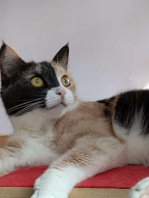 Beautiful Assol is looking for her captain =) - My, Pet the cat, cat, Pets, Mobile photography, In good hands, Animal shelter, Tricolor cat, Longpost