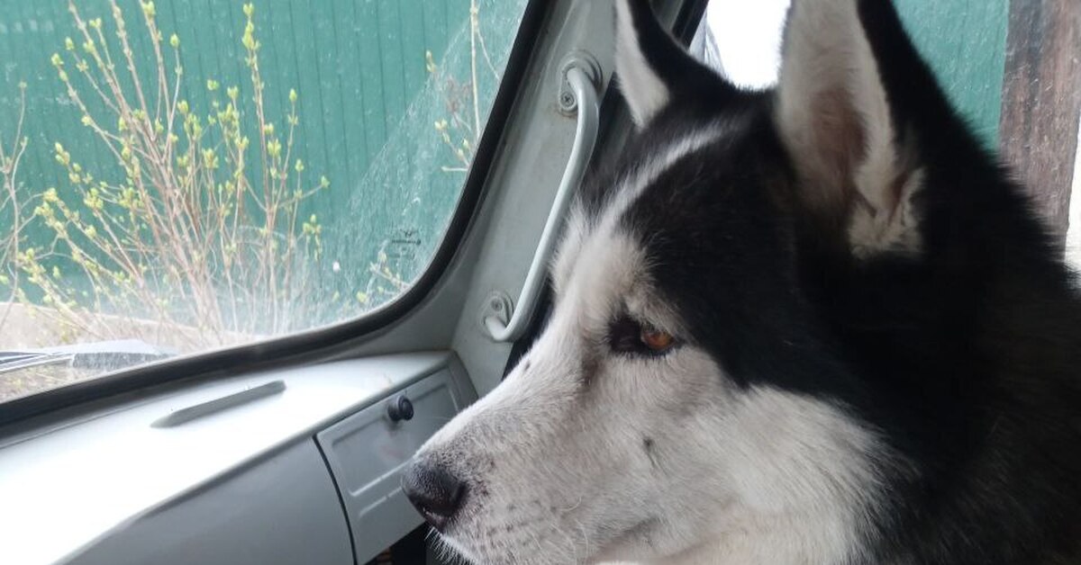 Reply to Husky: Shelters Are Overflowing With These Dogs. This Is What Happens When They're Wildly Popular in the City - My, Husky, Dog, Animals, Yandex Zen, Yandex Zen (link), Reply to post, Text, Longpost, A wave of posts