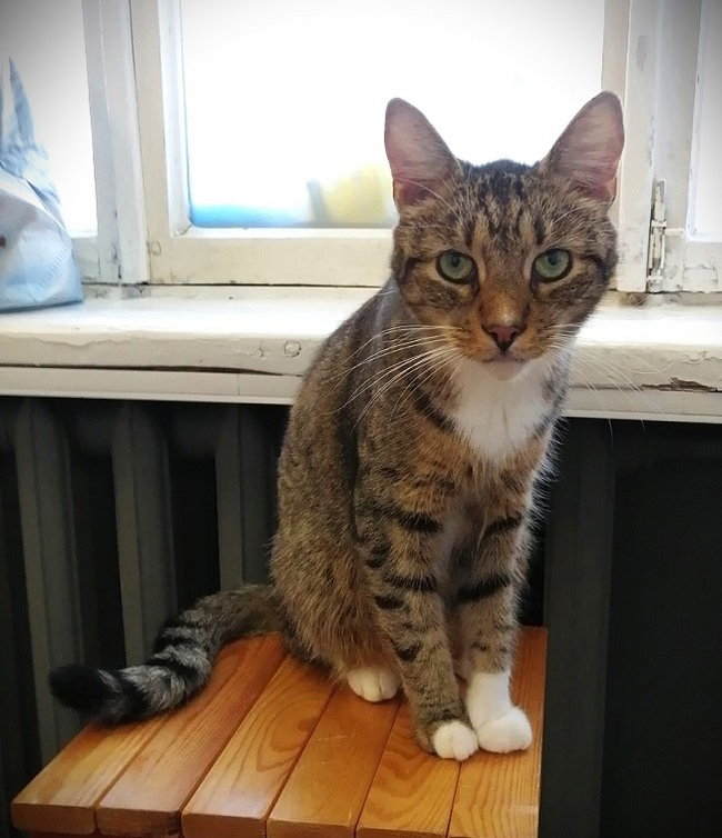 Shustrik, affectionate, calm, tame, intelligent, looking for a home - My, Pet the cat, Pets, cat, In good hands, Homeless animals, Animal shelter, Tail, Longpost