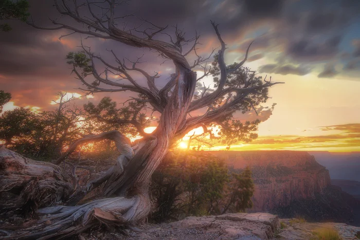 Tree (Grand Canyon), color or BW? - My, The photo, Travels, USA, Grand Canyon, Sunset, Long exposure