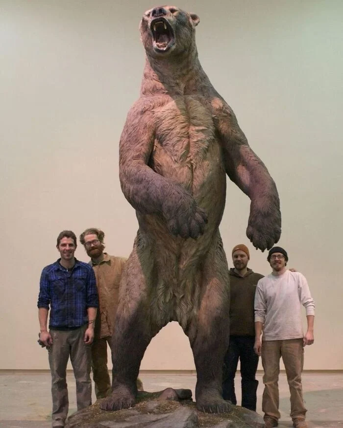 Pictured is a model of a giant bear from the Rancho La Brea Museum in California. - The photo, Rare view, USA, The Bears, Museum, Prehistoric animals, Layout