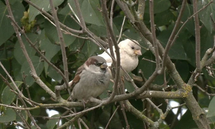 A blond sparrow has appeared in the Leningrad region - My, Leningrad region, The nature of Russia, Sparrow, Each creature has a pair, Pavel Glazkov, Video, Video VK, Longpost, Unusual coloring