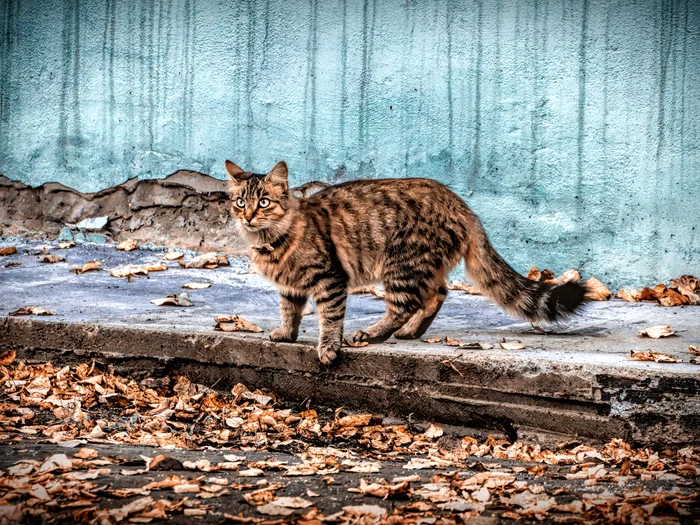 Autumn photo - My, The photo, Canon, Street photography, City walk, cat, Autumn leaves, Autumn, Beginning photographer