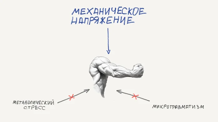 От чего растут мышцы или как сделать каждую тренировку эффективной? - Моё, Тренировка, Мышцы, Длиннопост