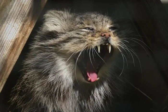 It's time to sleep - Predatory animals, Wild animals, Cat family, Zoo, Pallas' cat, Small cats, The photo