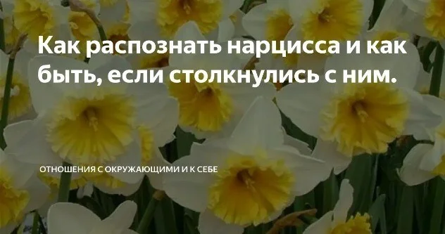 Нарциссизм: как распознать и научиться жить с нарциссом - Психолог, Здоровье, Психотерапия, Нарциссизм, Психическое расстройство