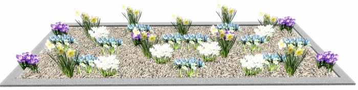 Flowerbed scheme with primroses - My, Garden, Plants, Gardening, Garden, Flower garden, Landscape design