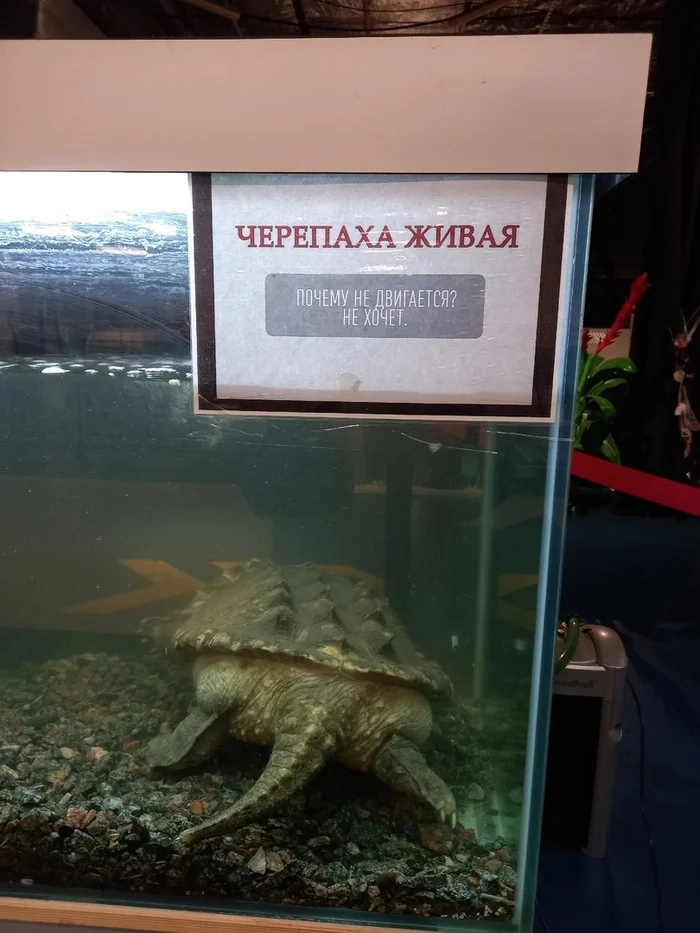 Hey, bro, you, come on, move. We came to look at you. - Saint Petersburg, Exhibition, Turtle, Funny ads