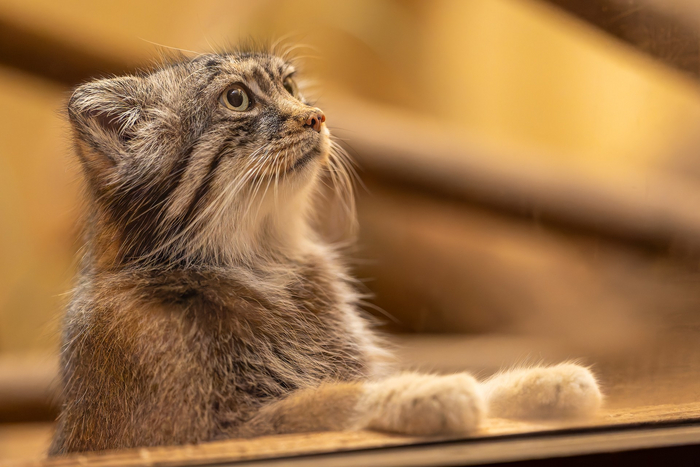 Режим ожидания обеда активирован