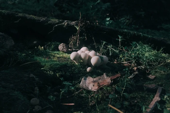 Autumn - My, Mushrooms, Cones, Autumn, Amateur photography, Forest, Mobile photography