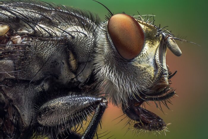 Мухи - властелины помоек и липких столов