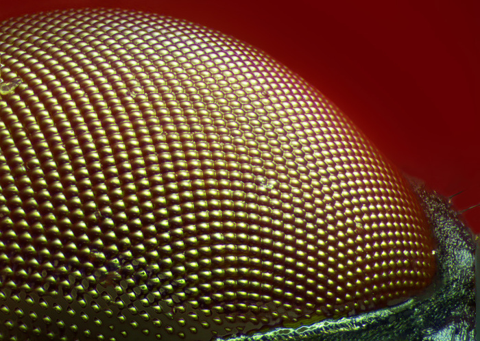 Мухи - властелины помоек и липких столов