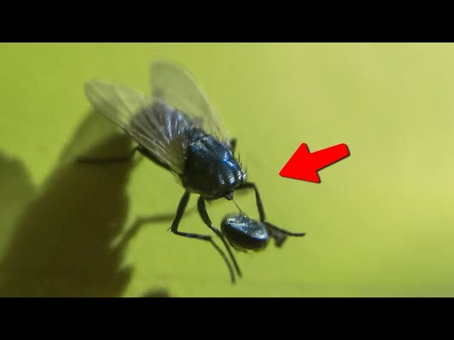 Flies - the rulers of garbage dumps and sticky tables - My, Nature, wildlife, Evolution, Biology, Муха, Parasites, Larva, Insects, Longpost