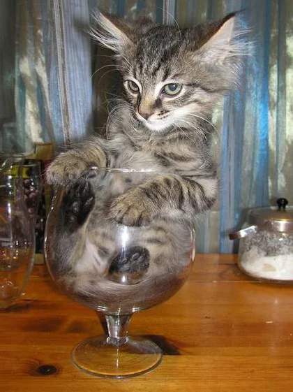 I got drunk myself)) - Humor, Images, The photo, cat, Kittens, Goblets, Muzzle, Paws, Milota