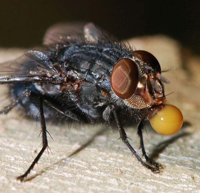 Flies - the rulers of garbage dumps and sticky tables - My, Nature, wildlife, Evolution, Biology, Муха, Parasites, Larva, Insects, Longpost