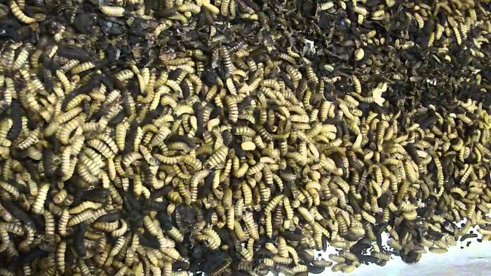 Мухи - властелины помоек и липких столов