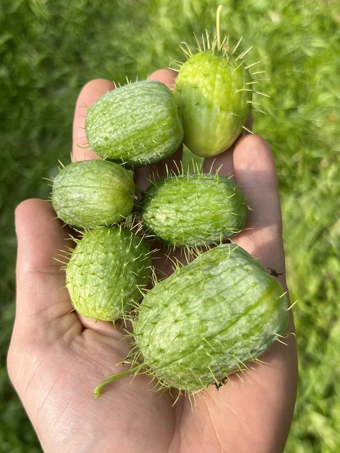 Prickly Cucumbers! Inexpensive! - My, Plants, Cactus, Gardening, Macro photography, Bloom, Nature, Garden, Cucumbers