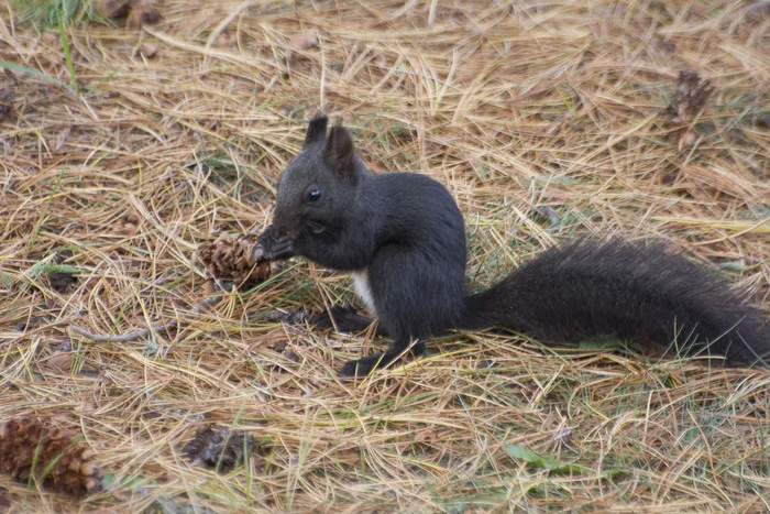 Black squirrel - My, Reserves and sanctuaries, Baikal, Barguzin Nature Reserve, Wild animals, Longpost