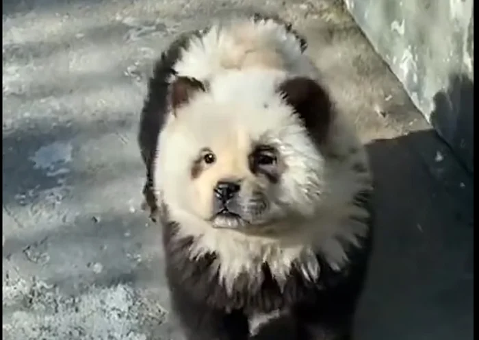 They screwed up, but where? Panda dogs - Dog, Panda, Zoo, China, news, Video, Vertical video