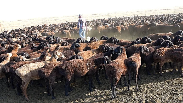 Advantages of the Edilbaev breed of sheep. On spontaneous absorption crossing and preservation of other breeds - My, Сельское хозяйство, Entrepreneurship, Small business, Business, Livestock breeding, Sheep, Sheeps, Breed, Businessman, Farmer, Selection, Farm, Genetics, Kfh, Longpost