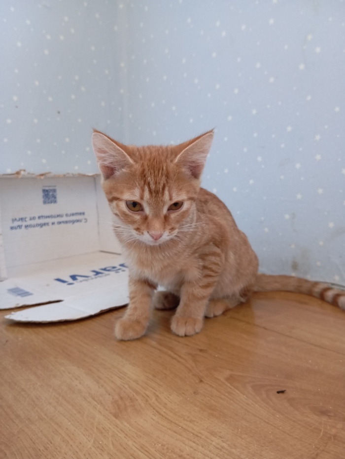 Кошка с всегда подозрительным лицом)