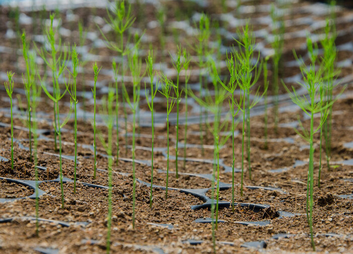 Фотки из инета того, как выглядят ростки. Действительно похоже на хвощ и укроп.