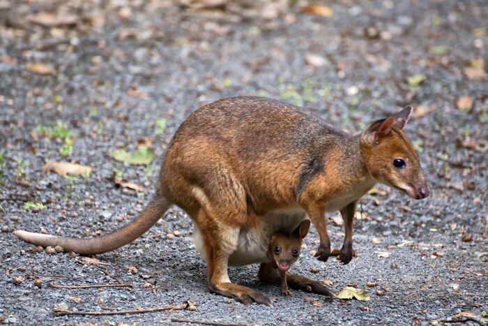 ����������� �������� - �������, �������� ����������� � ������� �������� ������. ���� � ����� <!--noindex--><a href="https://pikabu.ru/story/gimpigimpi_11830880?u=http%3A%2F%2Fmenafn.com&t=menafn.com&h=35b13437b9f5d6d1f03041b8cfe0777d3a7cd15f" title="http://menafn.com" target="_blank" rel="nofollow noopener">menafn.com</a><!--/noindex-->.