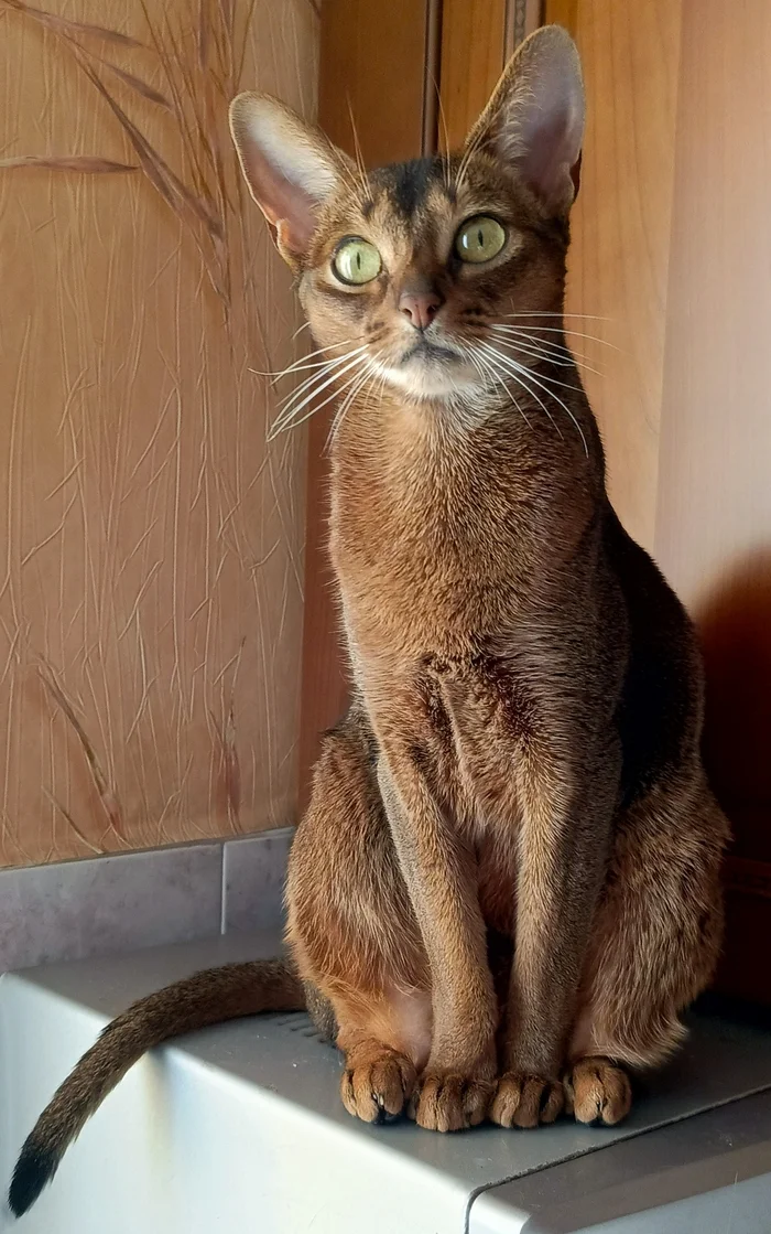 Will there be something to eat?) - My, Abyssinian cat, cat, Milota, The photo, Pets