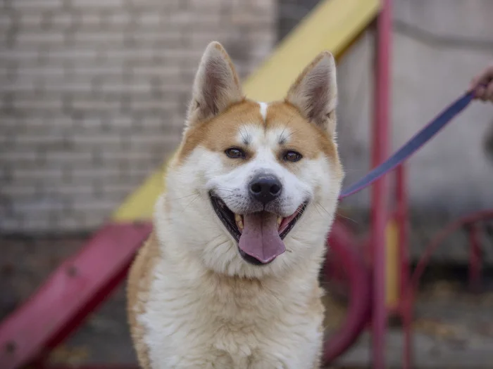 Friday is already half over, which means the weekend is ahead. - My, Dog, In good hands, Animal shelter, Moscow region