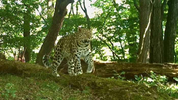 Walking on the ground is good, but walking gracefully on a log is better! - Far Eastern leopard, Walk, Log, Wild animals, Leopard, National park, Land of the Leopard, Primorsky Krai, wildlife, Phototrap, The photo, Predatory animals, Cat family, Big cats, Telegram (link), Longpost