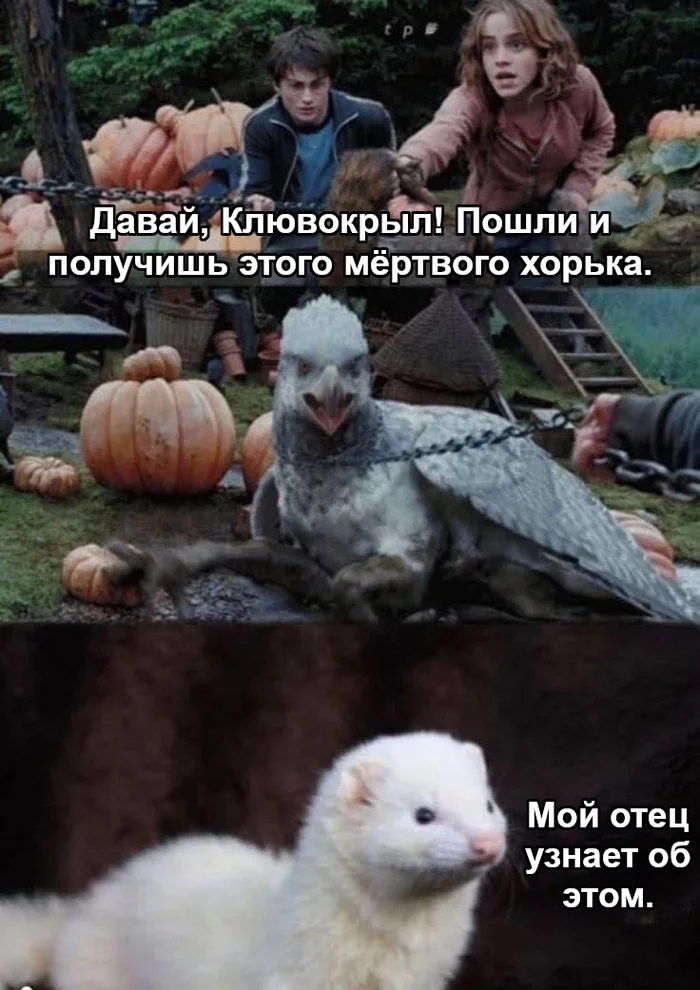 My father will find out about this! - Harry Potter, Hermione, Beakwing, Draco Malfoy, Picture with text, Translated by myself, VKontakte (link)