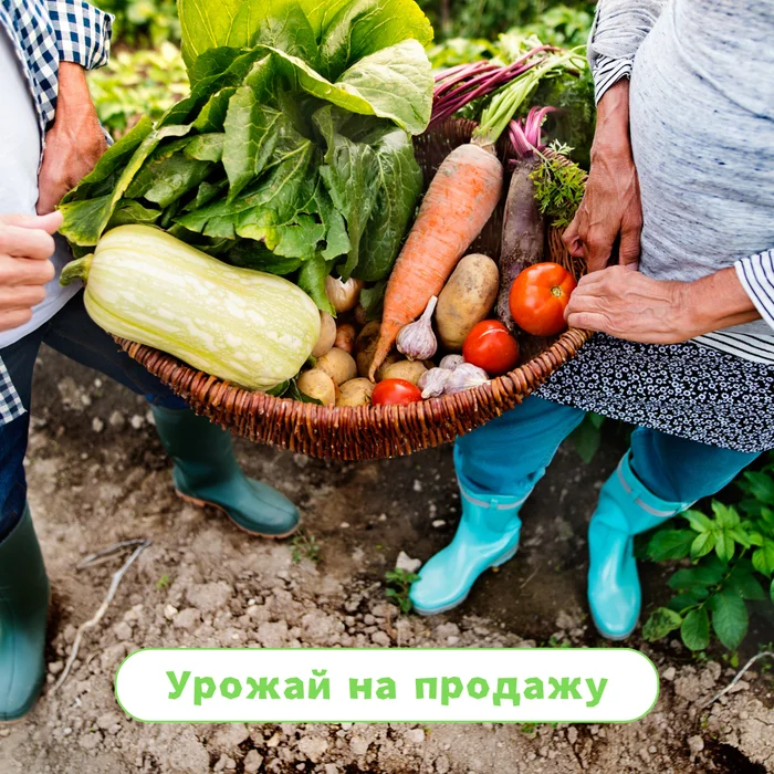 Zucchini from the garden and tax-free income - My, Tax, Right, League of Lawyers, Garden, Harvest, Dacha, Personal income tax, Income, Tax Return, Accountant, Accounting department