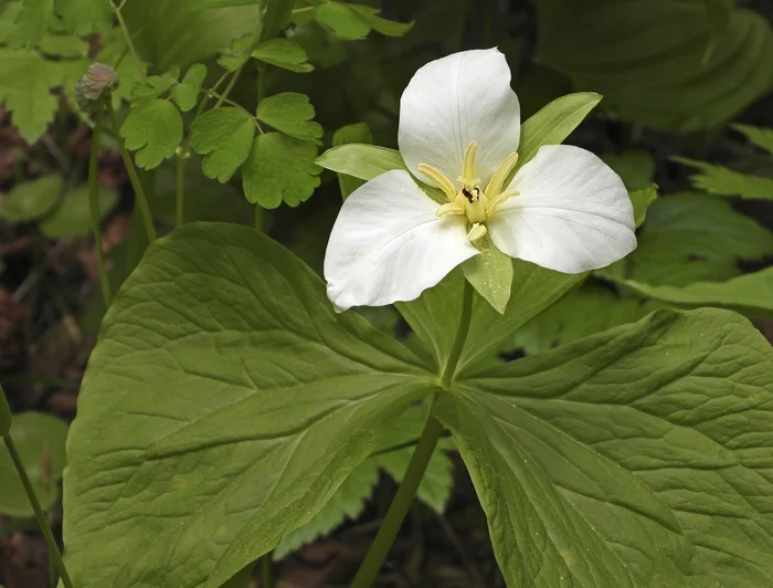 Trillium kamchatense - My, Plants, Bloom, Rare view, Botany, Entertaining botany, Longpost