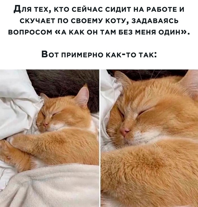 And how is my darling without me? - Humor, Picture with text, cat, Experiences