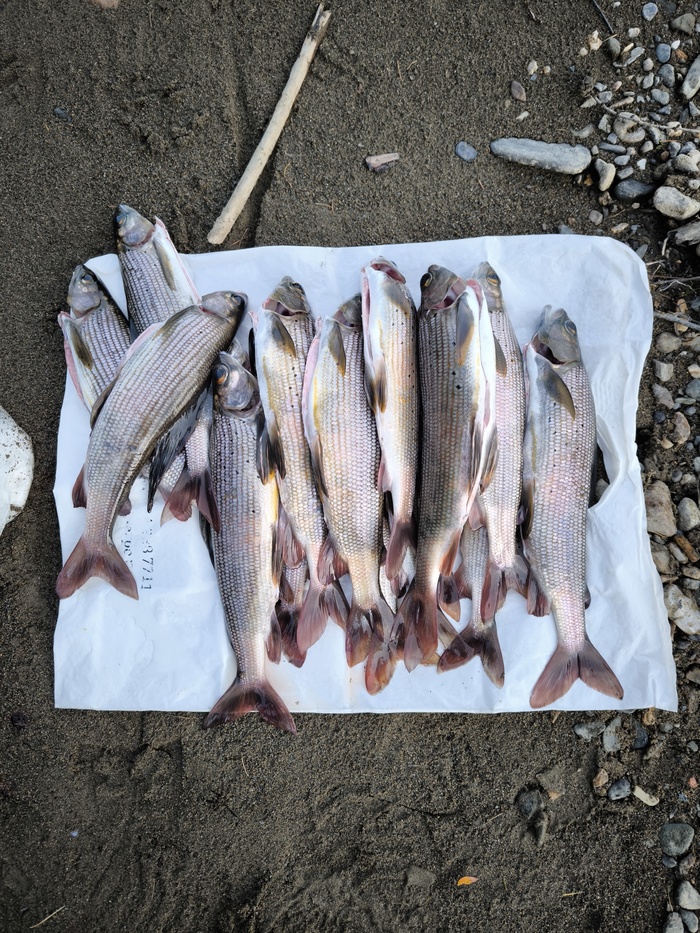 ��� ����� ������ ������� � ���) 