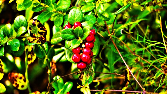 Лесная ягода