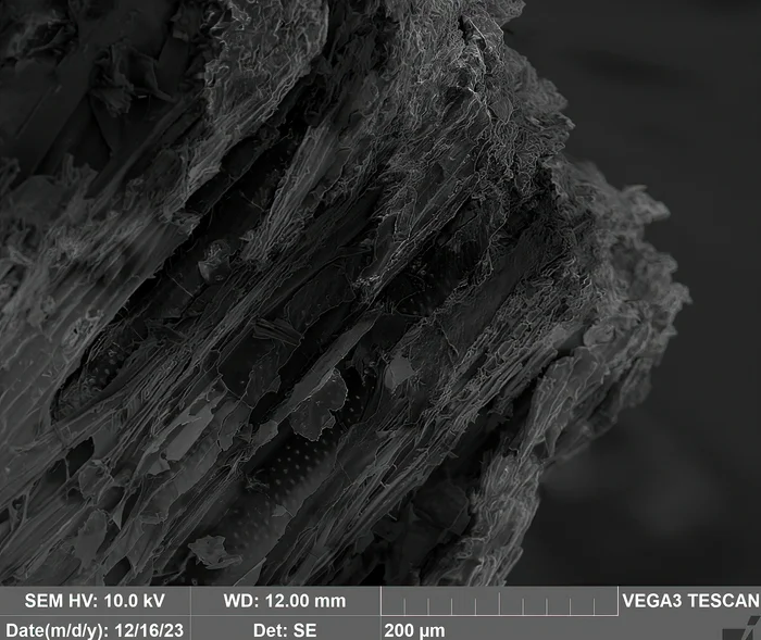 A burnt match in an electron microscope - My, Macro photography, Matches, Tree, Coal, Electron microscope