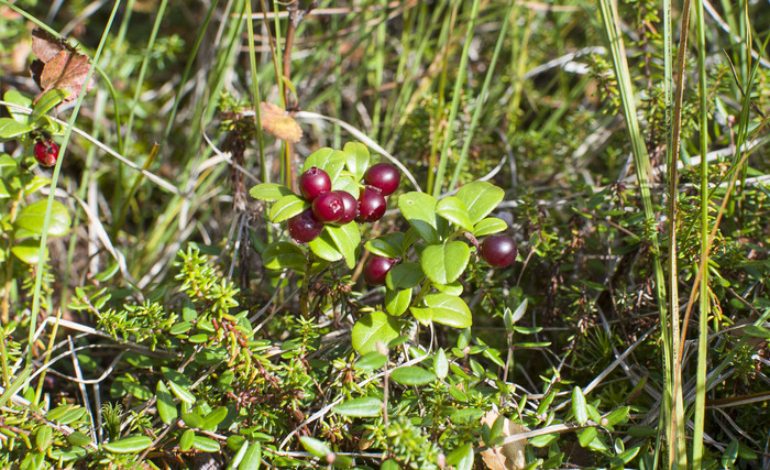 ��������.