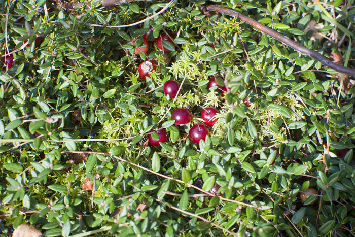 ������ �� ��������.