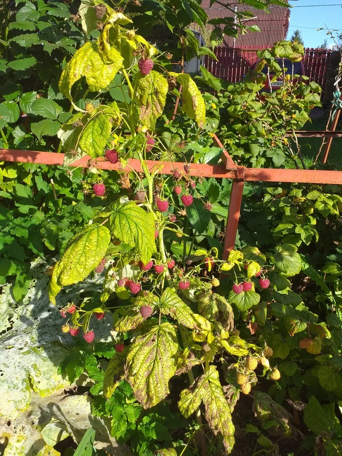 August 52. Raspberries are in season - My, Harvest, September, Weather, Saint Petersburg, Raspberries, The photo