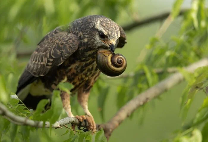 Slug-eating kite - Kite, Birds, Predator birds, Wild animals, wildlife, North America, The photo, Mining, Snail, Longpost