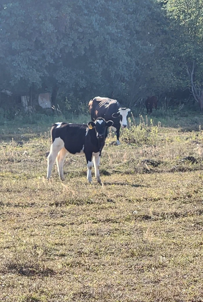 Romantic cows - My, Mobile photography, Cow, Field, Longpost