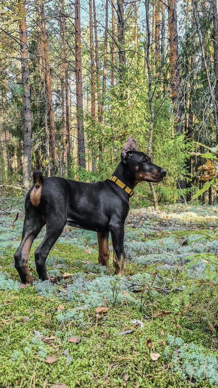 Первая прогулка по лесу - Моё, Собака, Лес, Прогулка, Доберман, Мобильная фотография